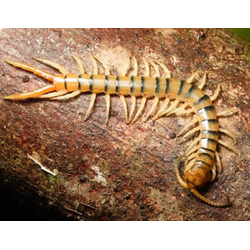 Египетская сколопендра (Scolopendra morsitans)
