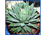 Agave macroacantha