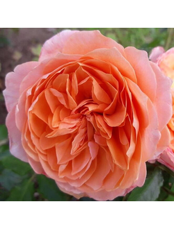 Маркс Джубили( Marc's Jubilee)