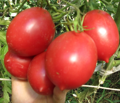 Томат Сызранская пипочка (условное)