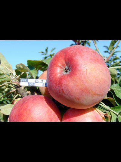 Есения (Орловская Есения) (яблоня)