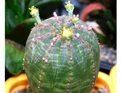 Euphorbia obesa v. symmetrica  -   1 семя