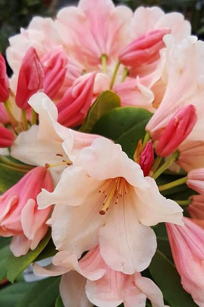 Рододендрон Hania