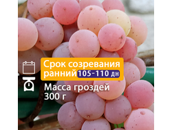 Кишмиш Рилайнс пинк сидлис (РПС)