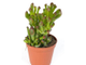 Crassula Hobbit