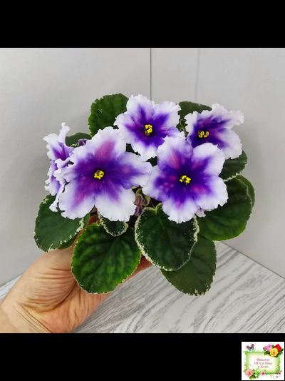 РС-Успех (С.Репкина) 2019 г.