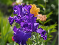 Узник Замка Иф