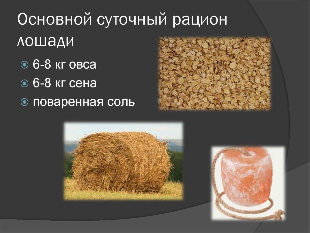 Чем нельзя кормить лошадей. Кормление спортивных лошадей рацион. Сколько съедает лошадь. Рацион спортивной лошади. Задание у коровы жеребенок.