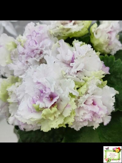 АВ-Свадебное Путешествие (Фиалковод) 2021 г. (лист посажен 03.11.25)