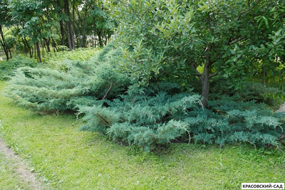 Можжевельник Пфитцериана Глаука - Pfitzeriana Glauca