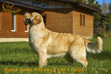 2 г 11 мес. Лора и золотая осень.