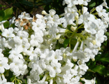 Кандидисимум  калина Фаррера(Viburnum farreri Candidissimum)