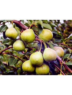 Груша Осенняя Яковлева (осен.)