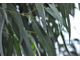 Эвкалипт шаровидный (Eucalyptus globulus) (10 мл) - 100% натуральное эфирное масло
