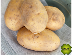 КАРТОФЕЛЬ СЕМЕННОЙ "ВЕЛИКАН" (КРУПНЫЙ, ВЫСКОРОУРОЖАЙНЫЙ) 2 кг