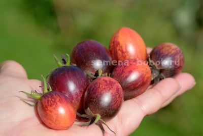 Томат Любушка, 10 шт