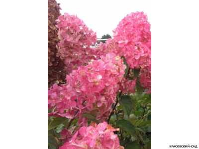 Купить Гортензия метельчатая Пинк Даймонд в Москве - Фото - Красовский-Сад.рф