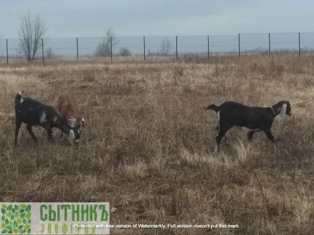 Нубийские козы на свободном выгуле на фермерском поле
