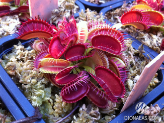 Dionaea muscipula Louchapates