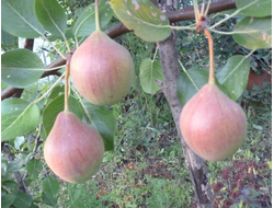 Мелодия (груша), 2года, ЗКС