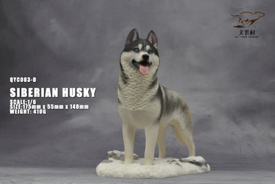 Сибирская хаски (серая) - Коллекционная ФИГУРКА 1/6 scale Husky (QYC003D) - QuanYingCun