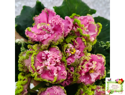 МТ-Яблочные Облака (М. Тотиева) 2023 г.