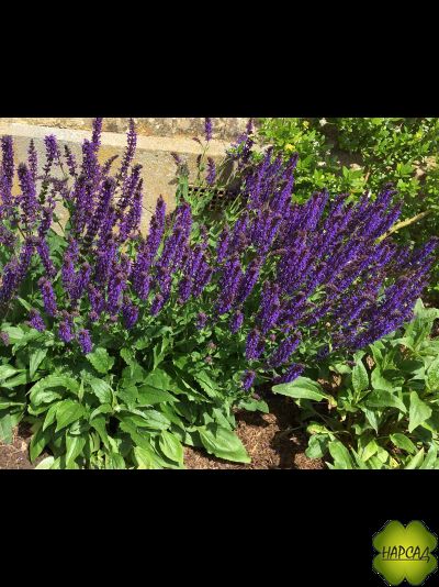 ШАЛФЕЙ ДУБРАВНЫЙ &quot;ВИОЛЕТ БЛЮ&quot;