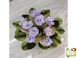 Scales (Е. Лебецкая)