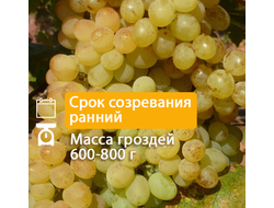 Кишмиш Цитронный