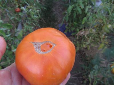 Томат Гавайский ананас (Hawaiian Pineapple)