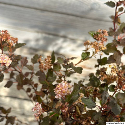 Пузыреплодник калинолистный Литл Джокер - Little Joker