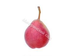 Джулия (груша)