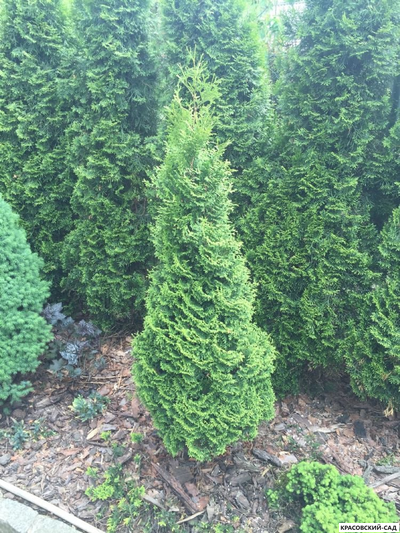 Туя Хурикейн - Hurricane