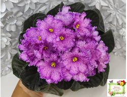 АВ-Самый Сок (Фиалковод) 2022 г.