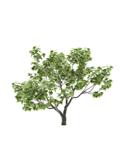 плодовые Инжир Карика 2