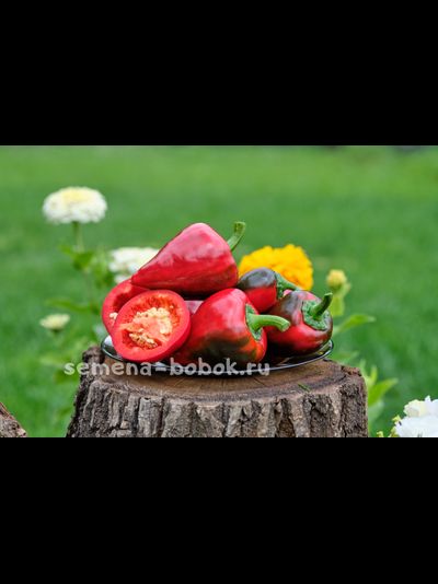 Перец  сладкий Леся, 10 шт