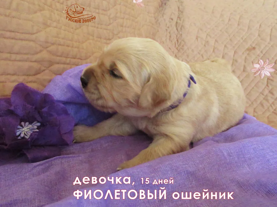 Девочка с фиолетовым ошейничком, 15 дней