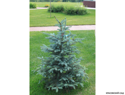 Ель колючая Аризона Кейбаб - фото в саду - красовский-сад.рф