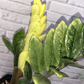 Замиокулькас Akebono