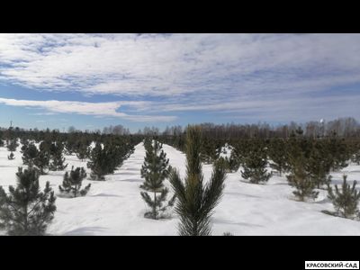 Кедр 6 метров