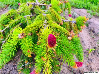 Ель Акрокона - Acrocona