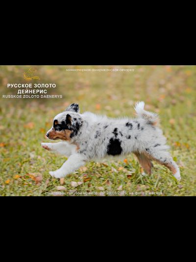 девочка КРАСНЫЙ ошейничек Д-2025 = ЗАБРОНИРОВАНА