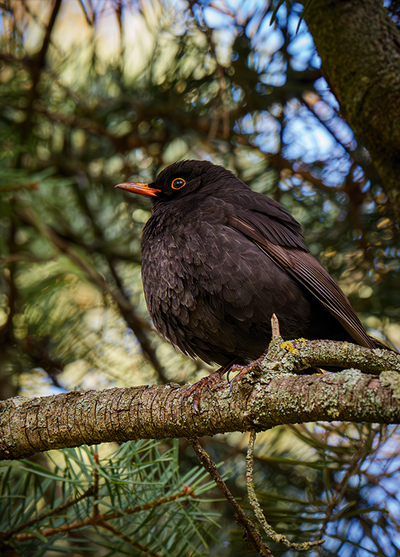 D0573 Черный дрозд