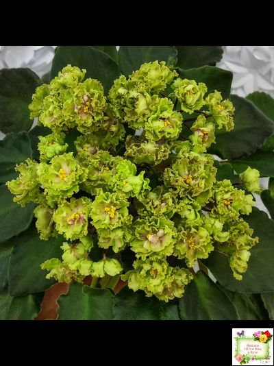 Allegro Pink Pistachio (J.Stromborg)