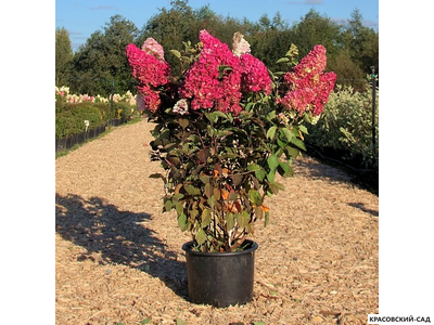 Купить Гортензия метельчатая Пинк Даймонд в Москве - Фото - Красовский-Сад.рф