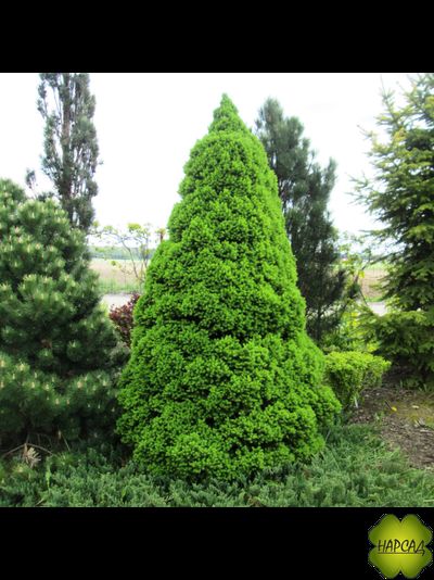 Ель канадская "Коника" (2 м)