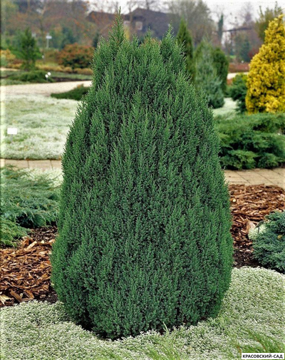 Можжевельник Обелиск - Obelisk