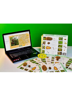 Коллекция натурально-интерактивная "Шишки, плоды, семена деревьев и кустарников"