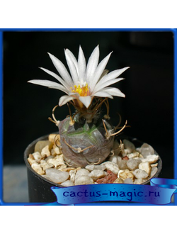 Turbinicarpus rioverdensis PM 148