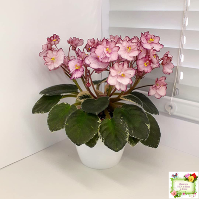 Н-Четыре Сезона (Н. Бердникова) 2015